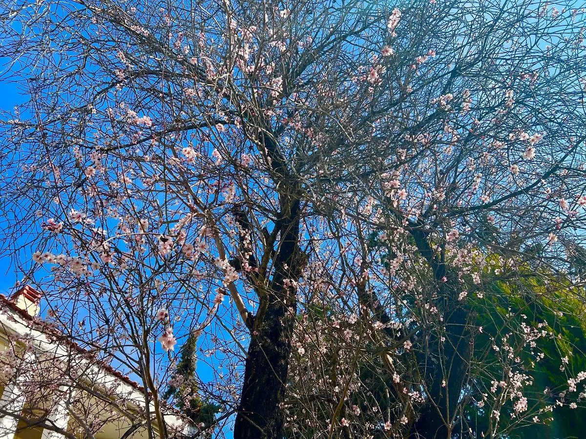 The Almond Tree Villa Nikiti  0*, Nikiti (Sithonia)